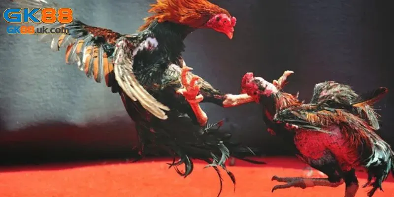 Quy trình đổi thưởng cao ngất ngưởng tại sảnh game đá gà GK88